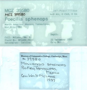 Media type: image;   Ichthyology 39580 Aspect: Label,description